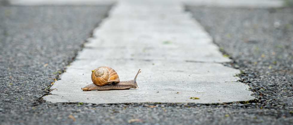 A snail stopped in the middle of the road