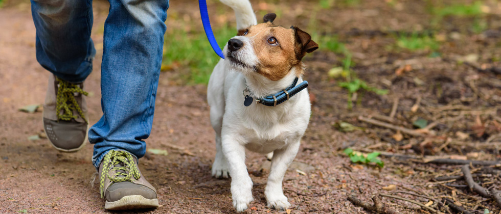 A dog walking with his owner looking at him lovingly