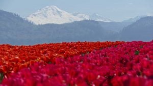 Panorama to illustrate dating in abbotsford