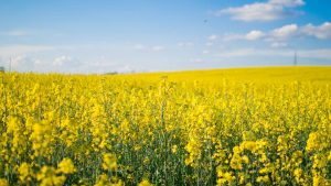 Panorama to illustrate dating in yorkton