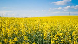 Panorama to illustrate dating in yorkton